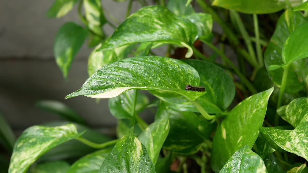 毛毛虫栖息在这种观赏植物的绿叶上。视频素材