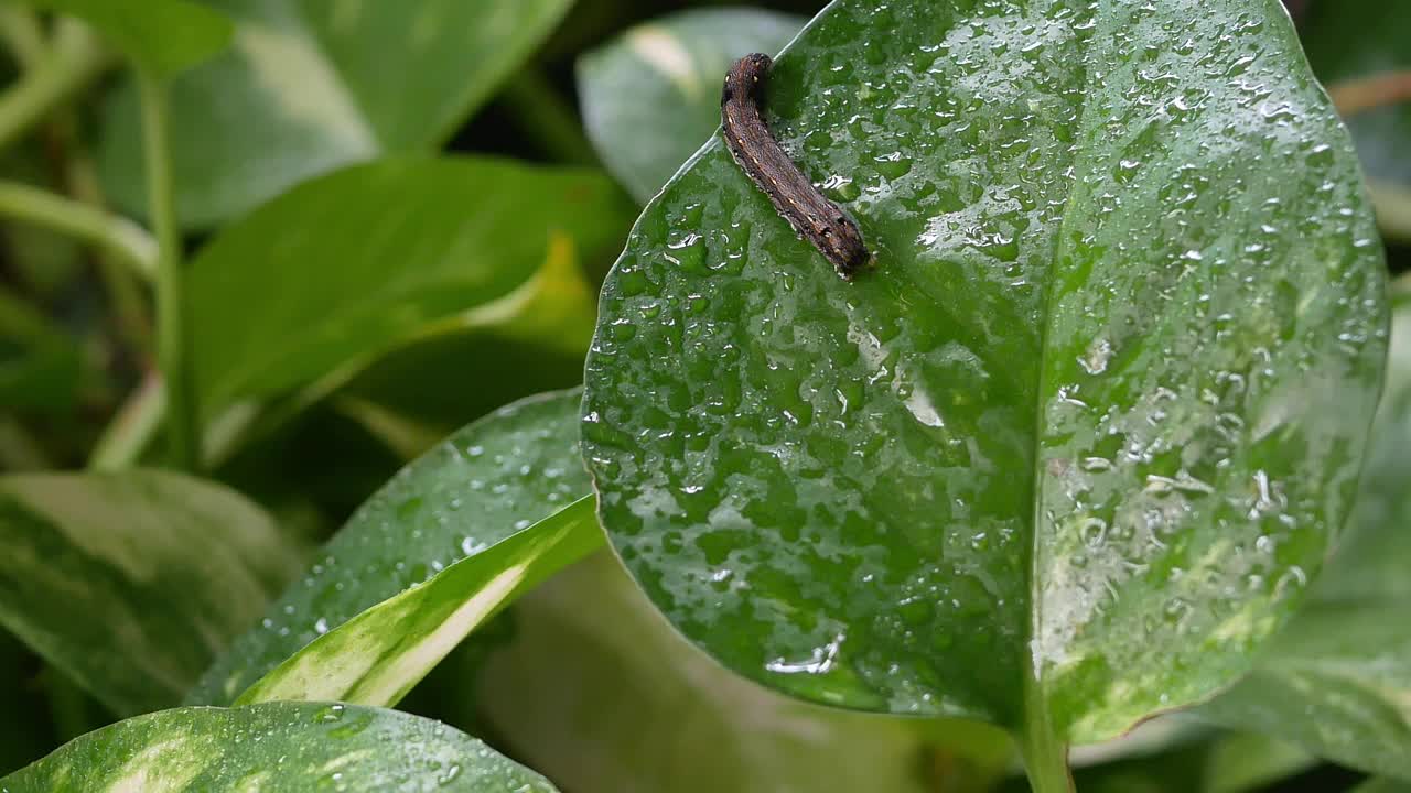 毛毛虫栖息在这种观赏植物的绿叶上。视频素材