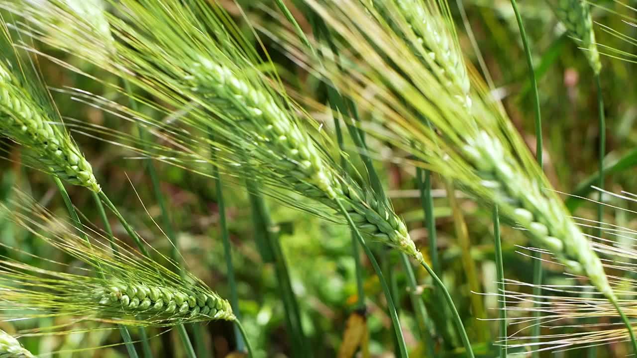 麦穗的成熟。麦田里的小麦在风中平稳地生长。视频素材