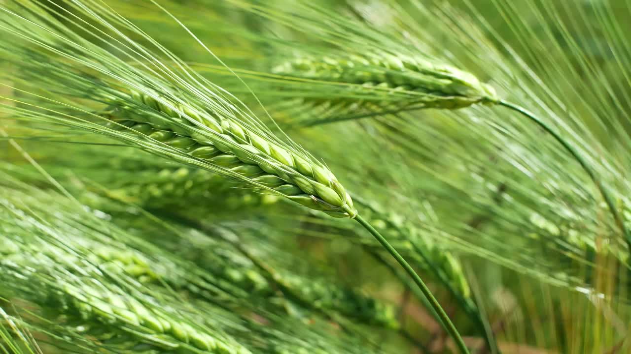 麦穗的成熟。麦田里的小麦在风中平稳地生长。视频素材