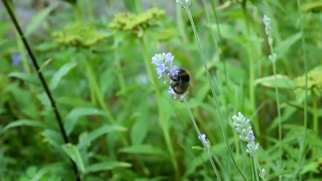 大黄蜂视频素材