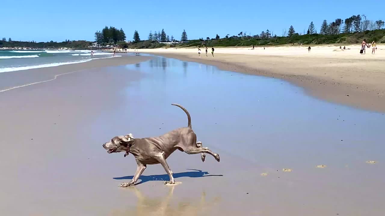 威玛拉犬在沙滩上奔跑视频素材