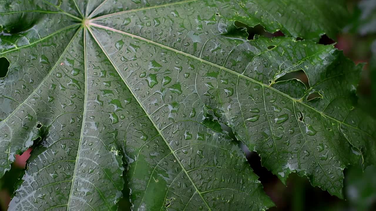 绿色的木瓜叶子纹理有雨滴视频素材