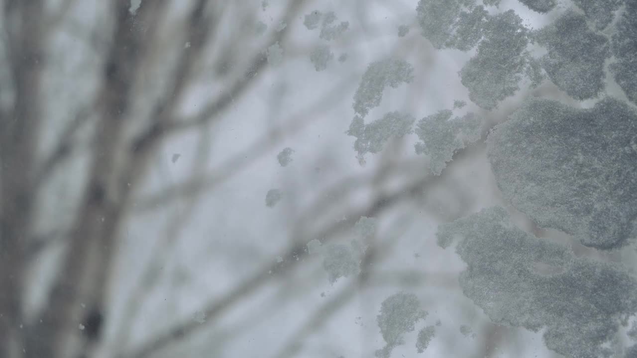 在白雪覆盖的窗户后面，树在狂风和暴风雪中摇摇晃晃。视频素材