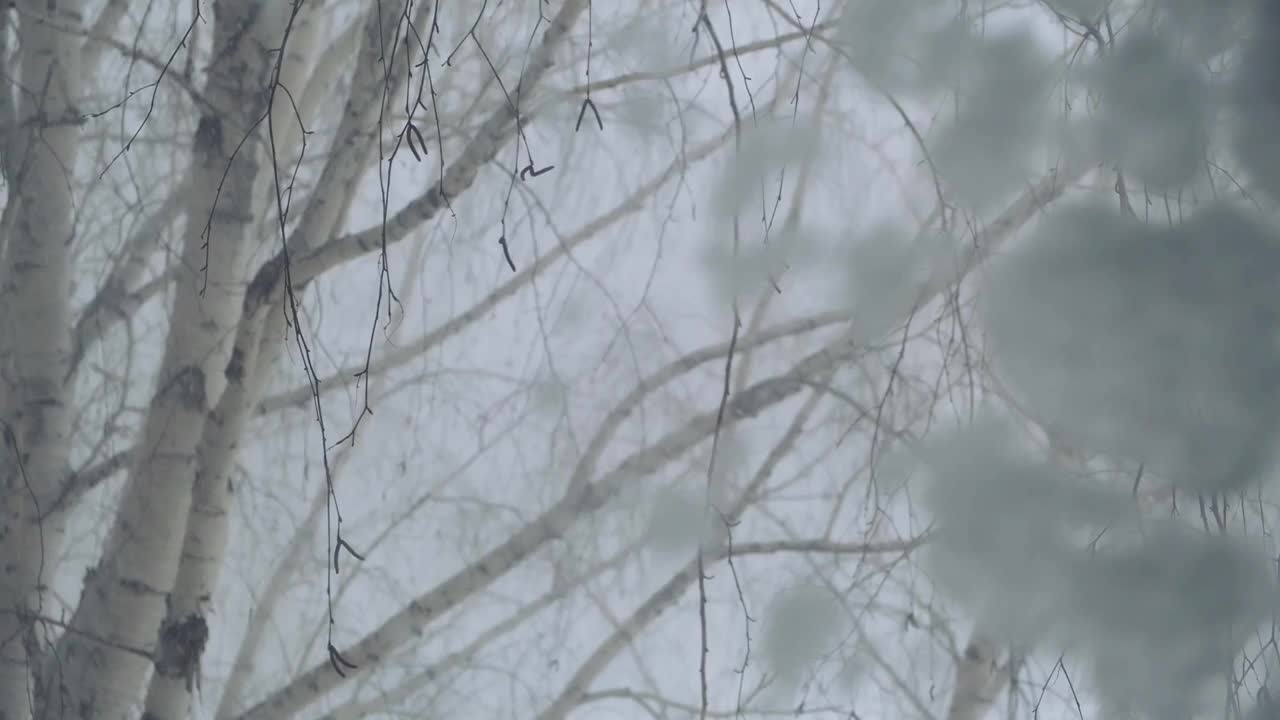 在白雪覆盖的窗户后面，树在狂风和暴风雪中摇摇晃晃。视频素材