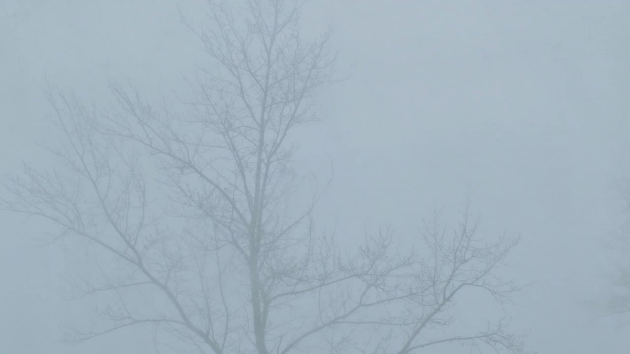 在暴风雪中，树木在风中摇摇晃晃的剪影清晰可见。视频素材