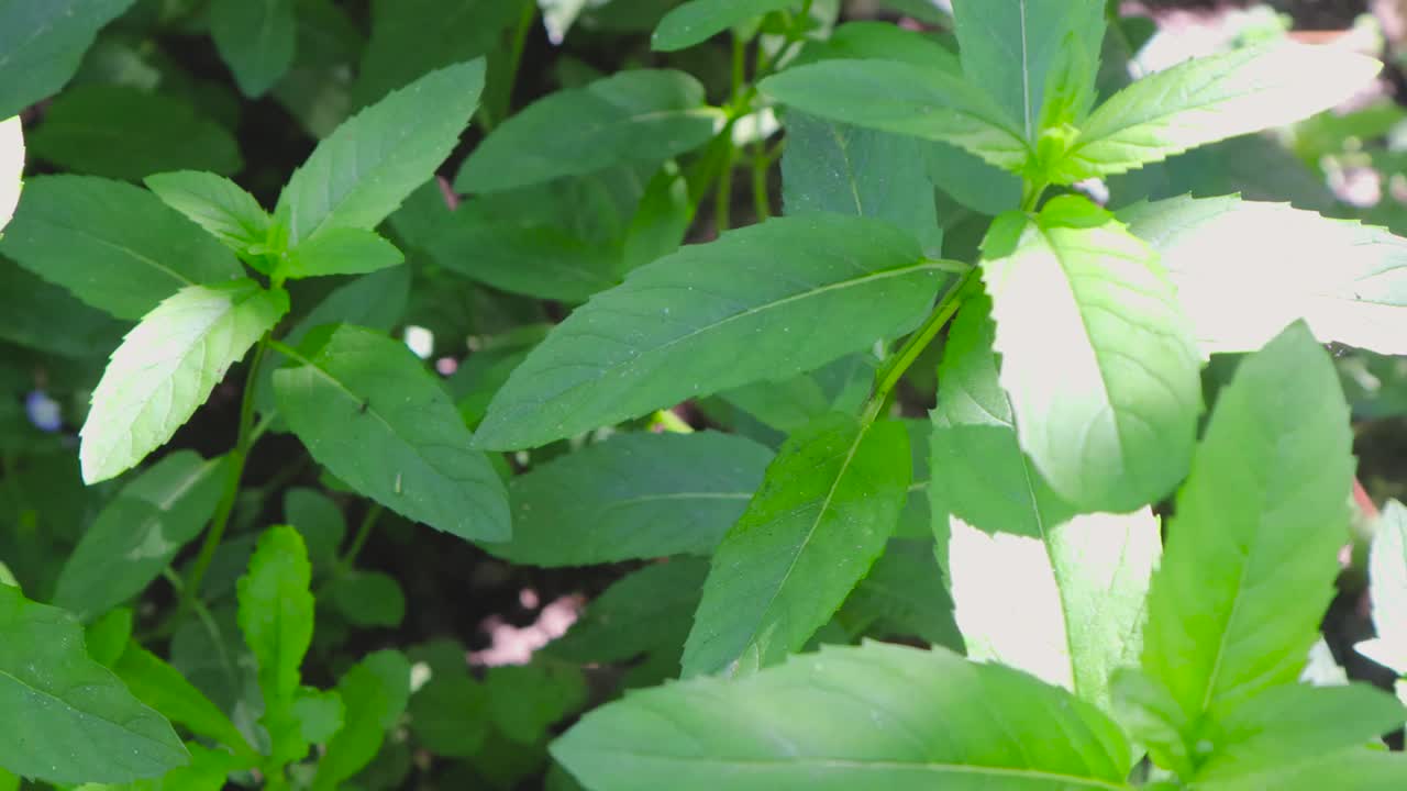 新鲜的绿色薄荷植物在田野上生长视频素材