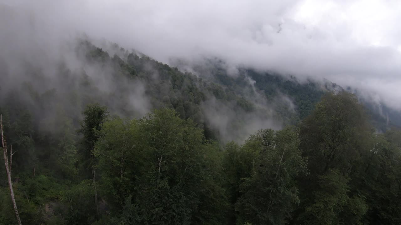 在多雨的天气里，飞越雾蒙蒙的森林，混合了针叶树和落叶松的山地树木。前视图中,一天。高加索是俄罗斯在欧洲的一部分视频素材