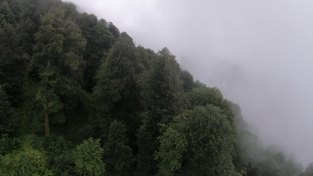 在多雨的天气里，飞越雾蒙蒙的森林，混合了针叶树和落叶松的山地树木。前视图中,一天。高加索是俄罗斯在欧洲的一部分视频素材