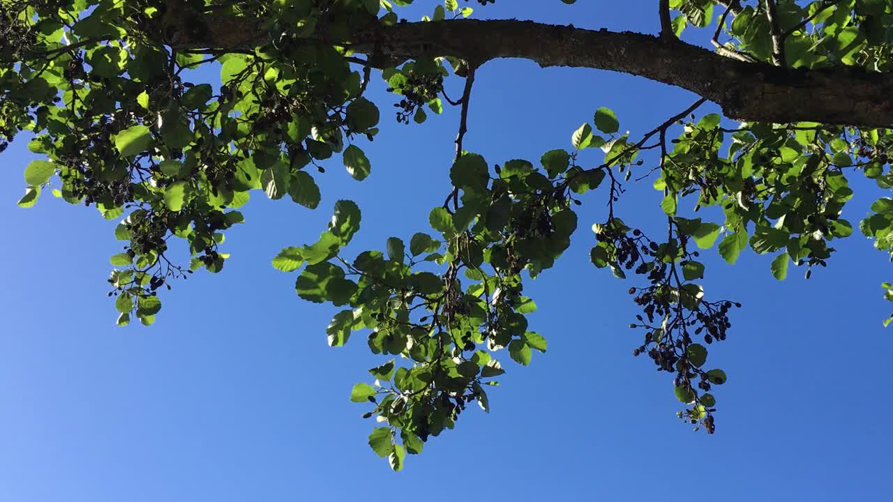 普通桤木(Alnus glutinosa) -枝叶视频素材