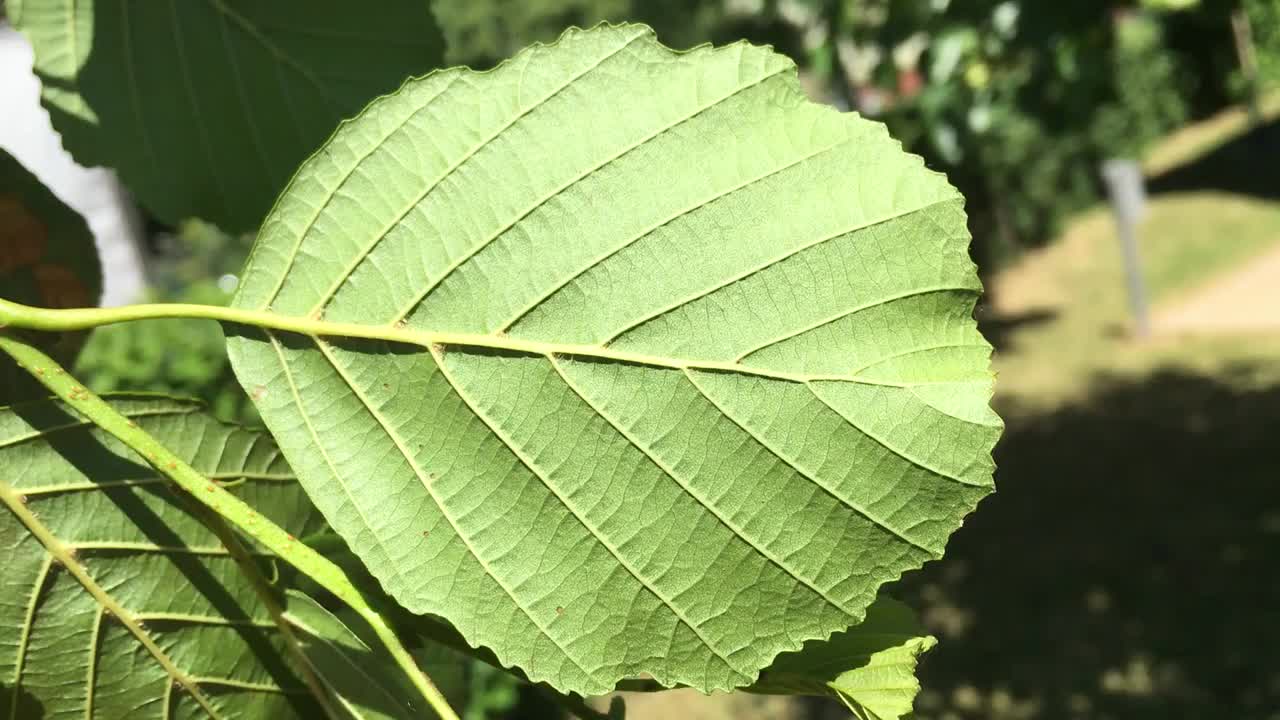 一种普通桤木(黄杉桤木)-叶子背面视频素材