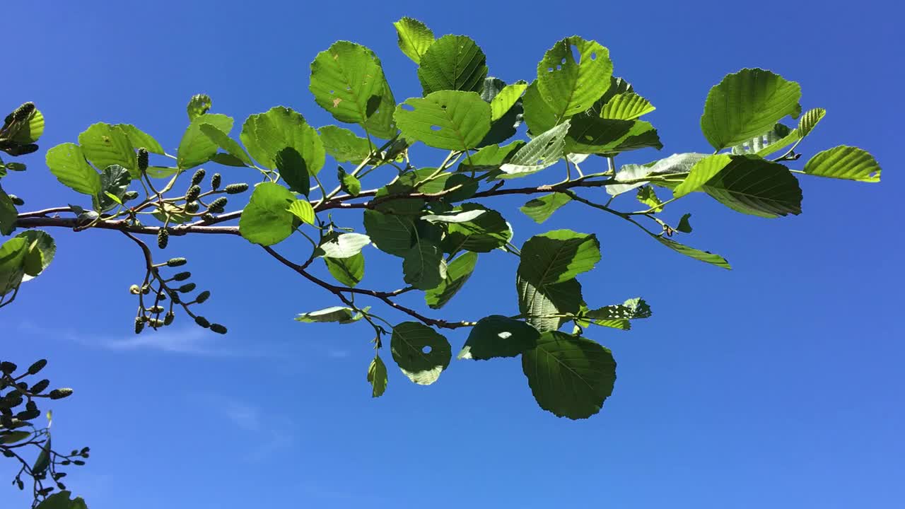 普通桤木(Alnus glutinosa) -枝叶视频素材