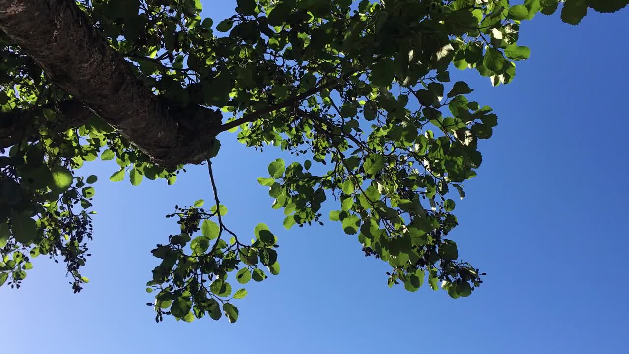 普通桤木(Alnus glutinosa) -枝叶视频素材