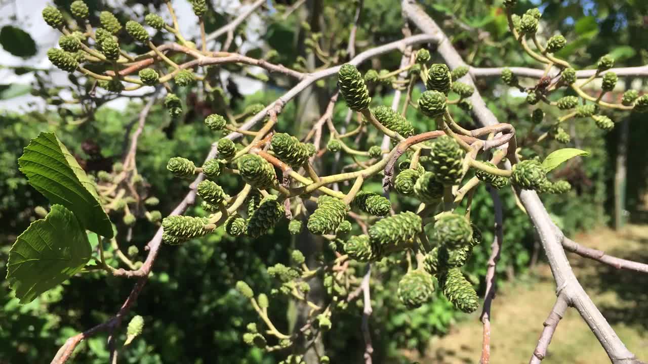 普通桤木(Alnus glutinosa) -树枝，嫩枝，叶和球果视频素材