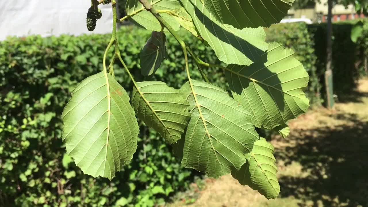 一种普通桤木(黄杉桤木)-叶子背面视频素材