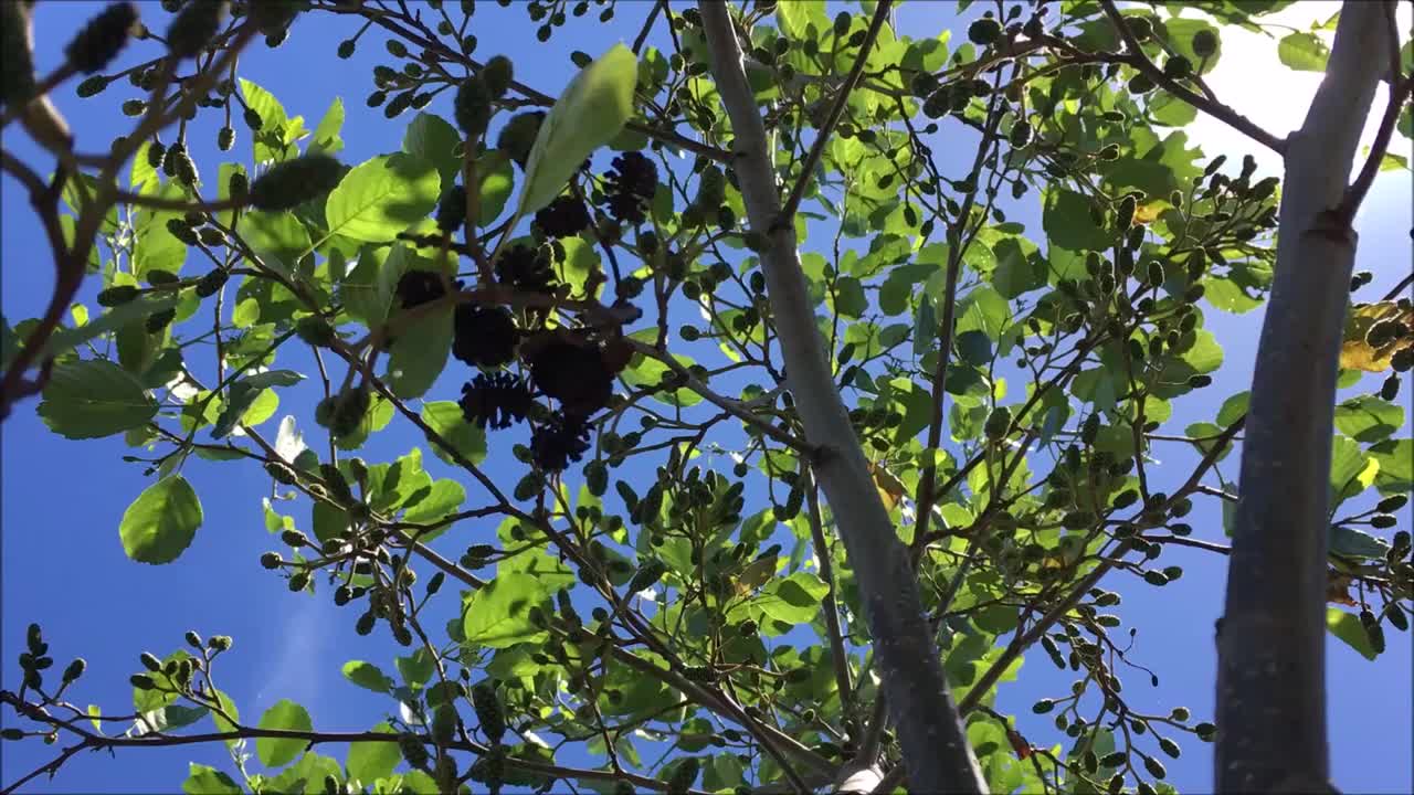 普通桤木(Alnus glutinosa)冠层视频素材