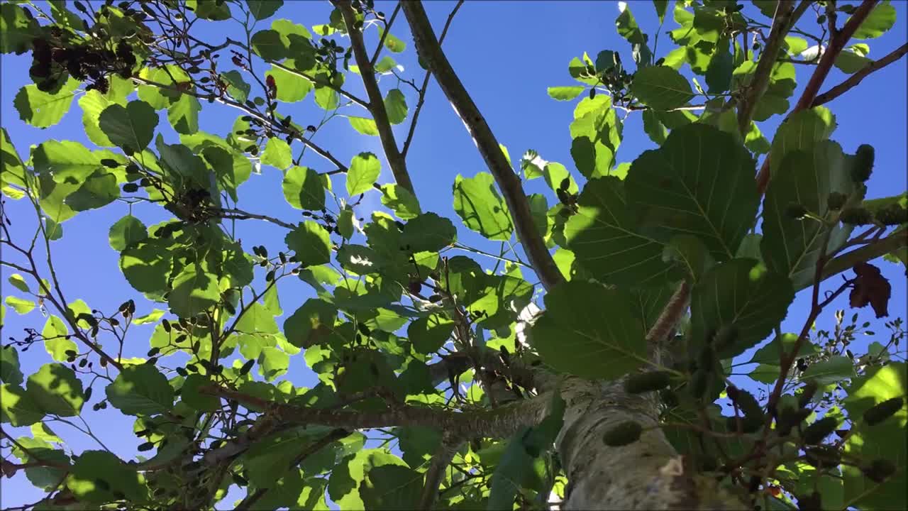 普通桤木(Alnus glutinosa)冠层视频素材