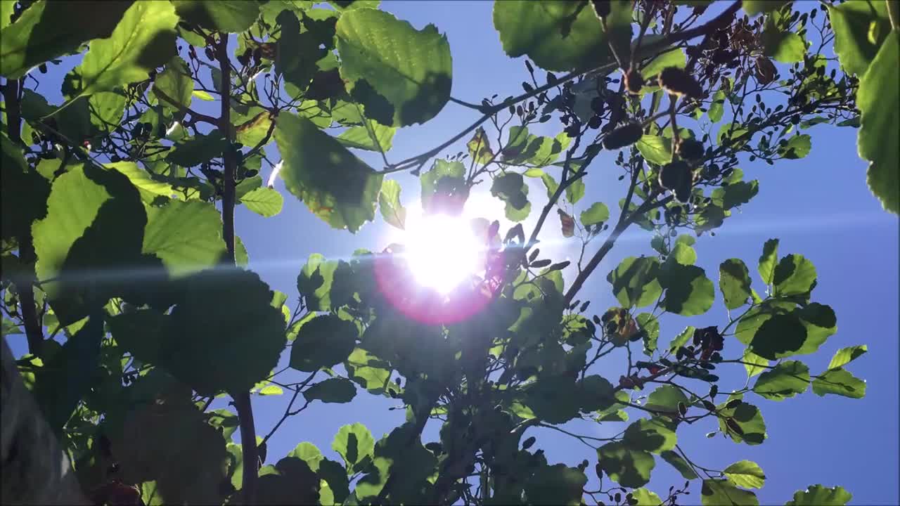 普通桤木(Alnus glutinosa)冠层视频素材