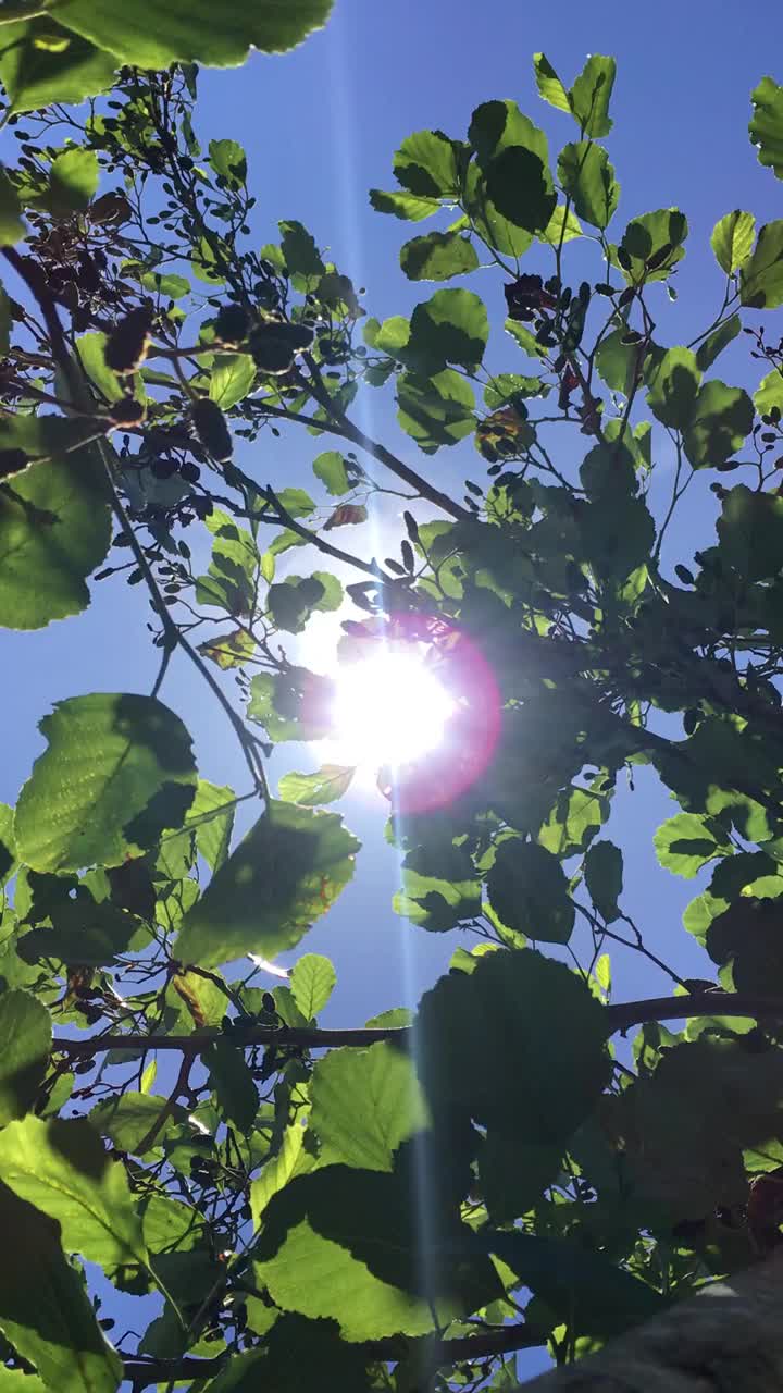 普通桤木(Alnus glutinosa)冠层视频素材