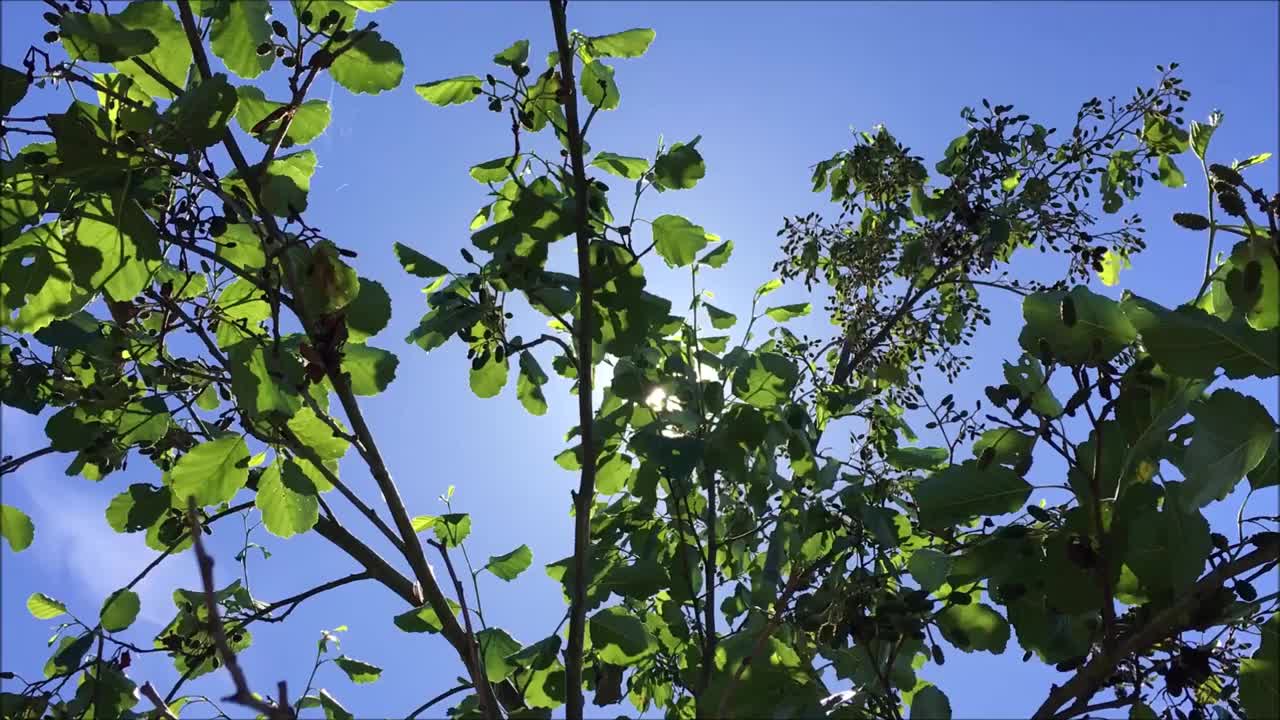 普通桤木(Alnus glutinosa)冠层视频素材