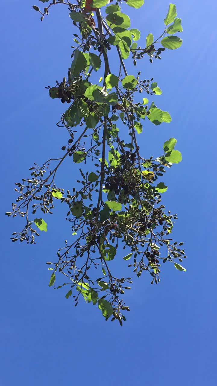 普通桤木(Alnus glutinosa) -枝叶视频素材