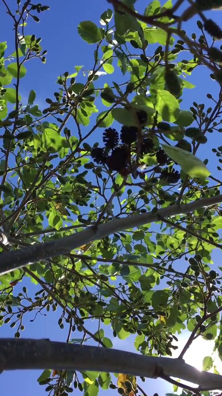 普通桤木(Alnus glutinosa)冠层视频素材