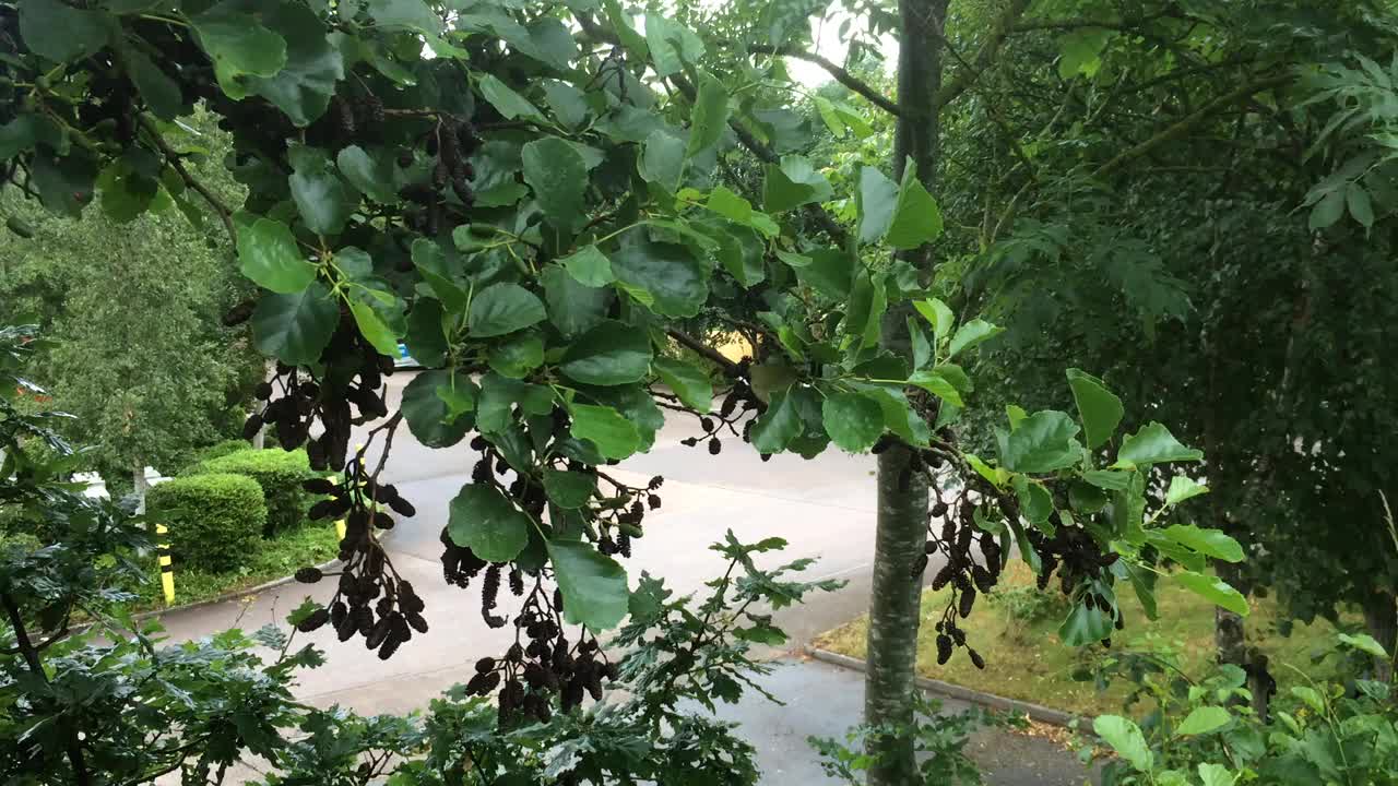 普通桤木(Alnus glutinosa) -树枝，嫩枝，叶和球果视频素材