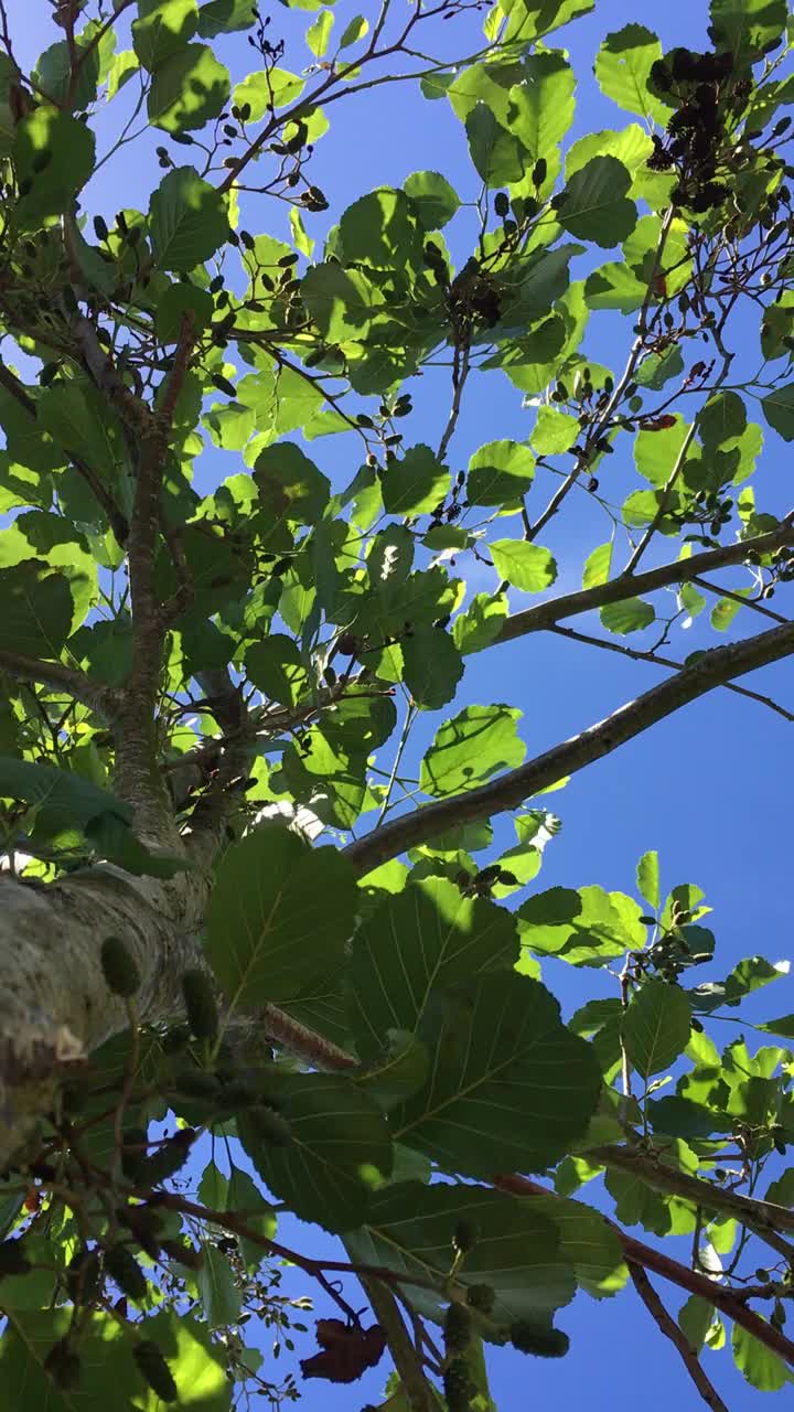 普通桤木(Alnus glutinosa)冠层视频素材