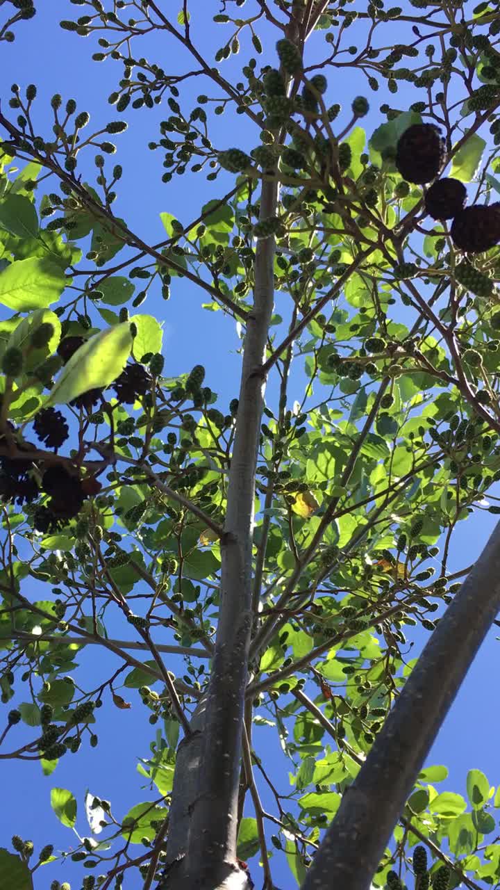 普通桤木(Alnus glutinosa)冠层视频素材