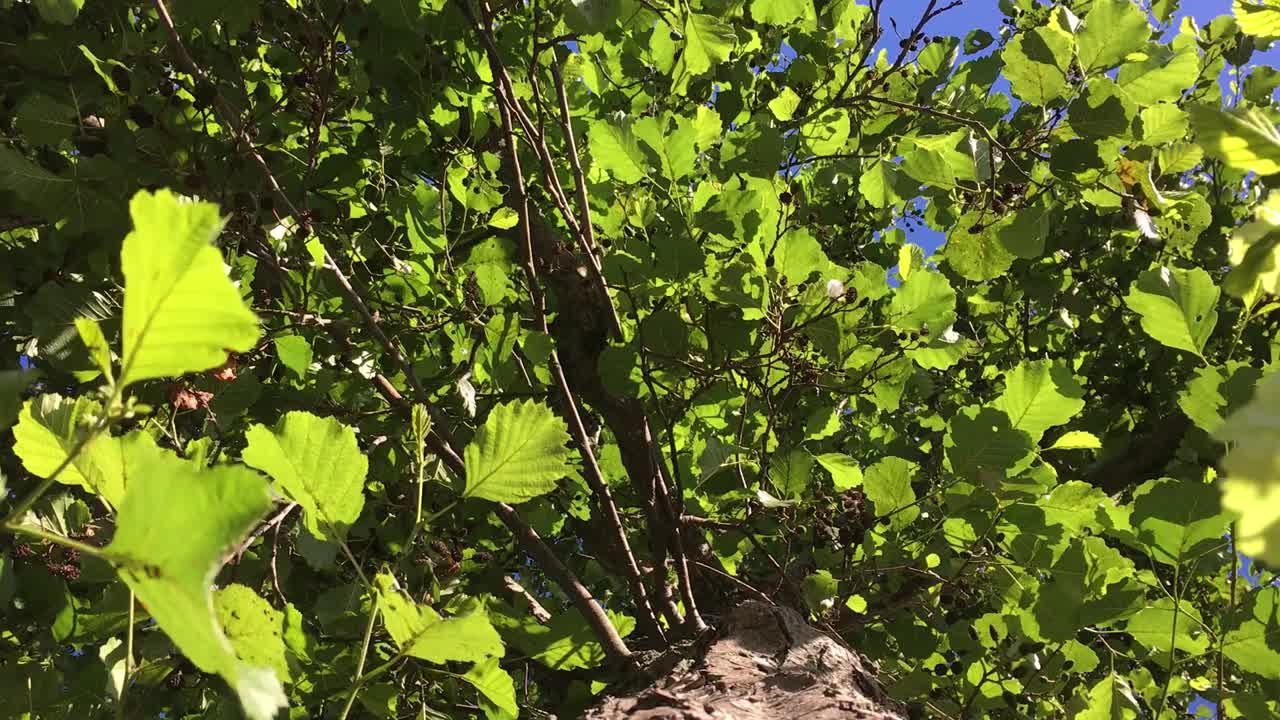 普通桤木(Alnus glutinosa)冠层视频素材