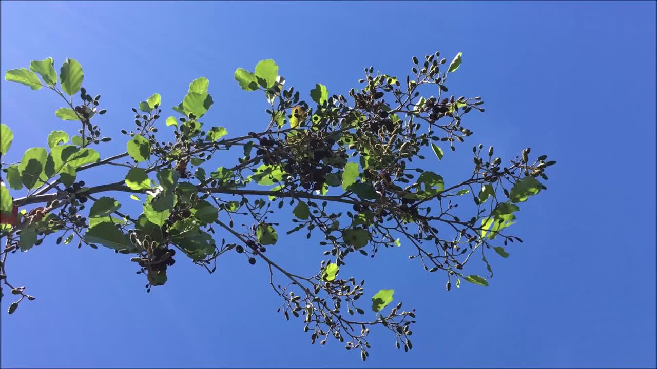 普通桤木(Alnus glutinosa) -枝叶视频素材