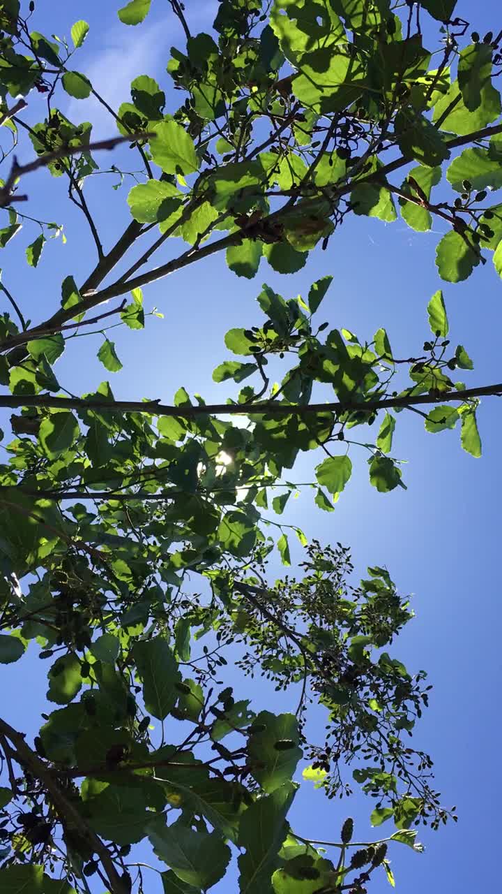 普通桤木(Alnus glutinosa)冠层视频素材