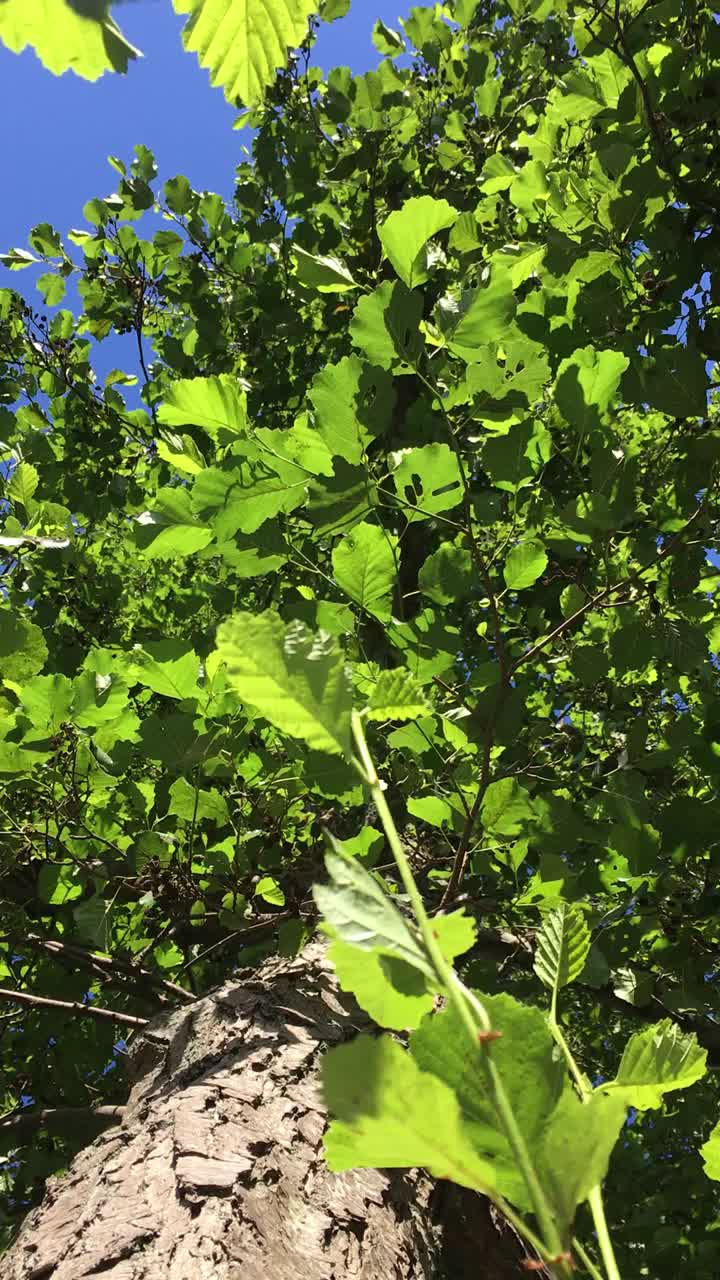 普通桤木(Alnus glutinosa)冠层视频素材