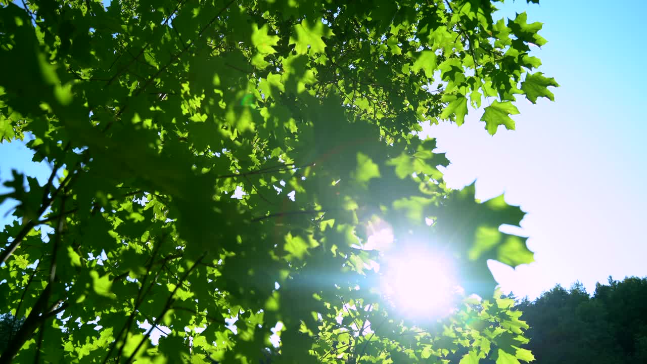 夏日日落时的太阳透过绿叶照耀着视频素材