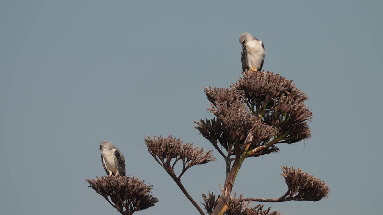 黑翼风筝(Elanus caeruleus)，也被称为黑肩风筝视频素材