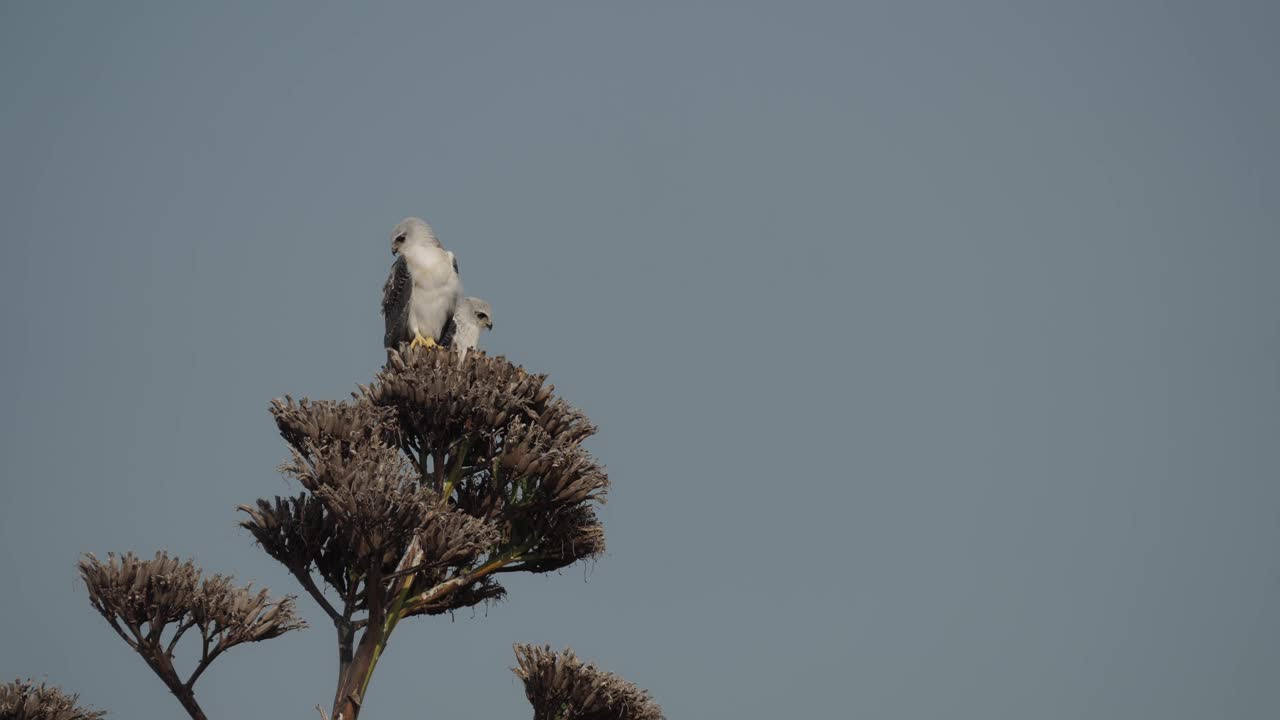 黑翼风筝(Elanus caeruleus)，也被称为黑肩风筝视频素材