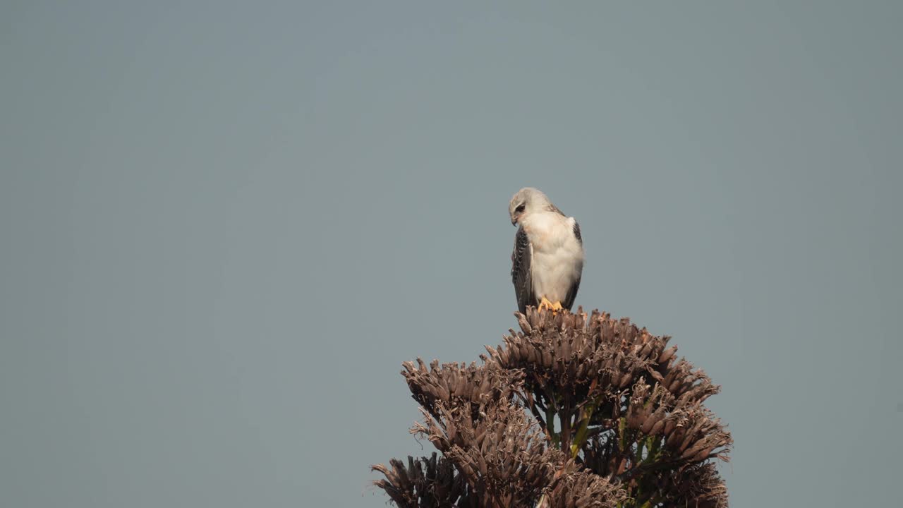 黑翼风筝(Elanus caeruleus)，也被称为黑肩风筝视频素材