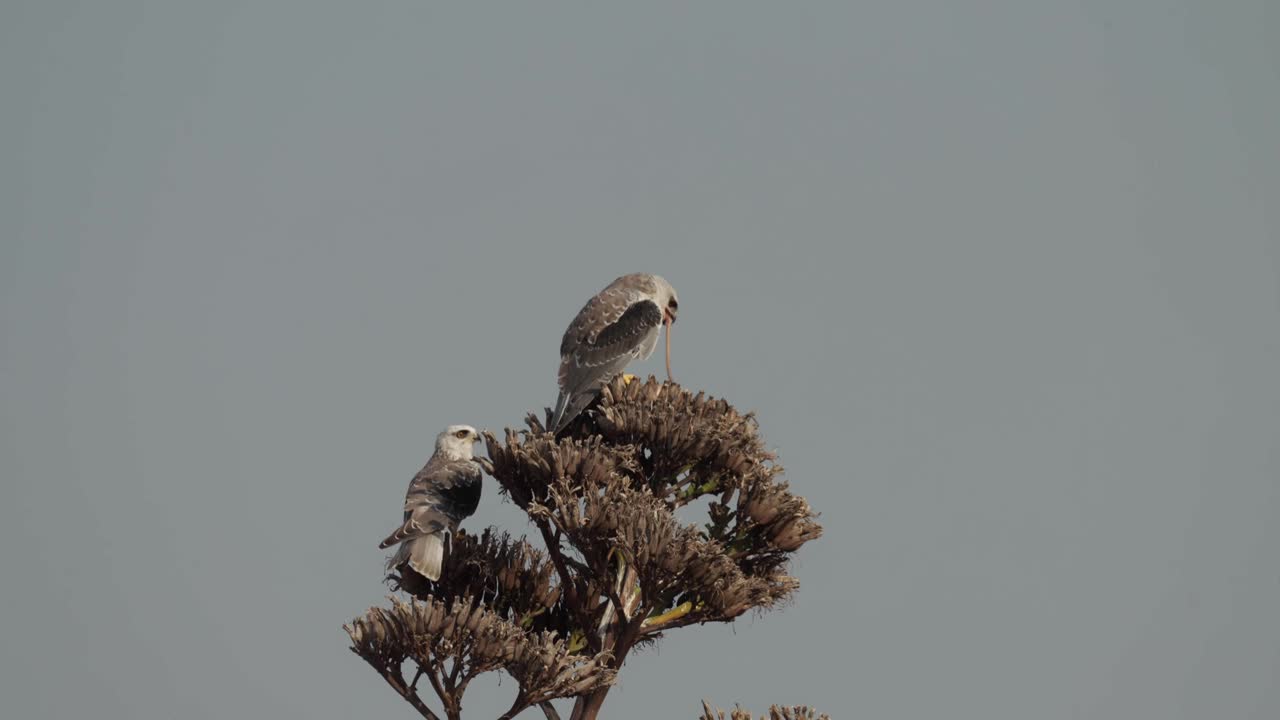 黑翼风筝(Elanus caeruleus)，也被称为黑肩风筝视频素材