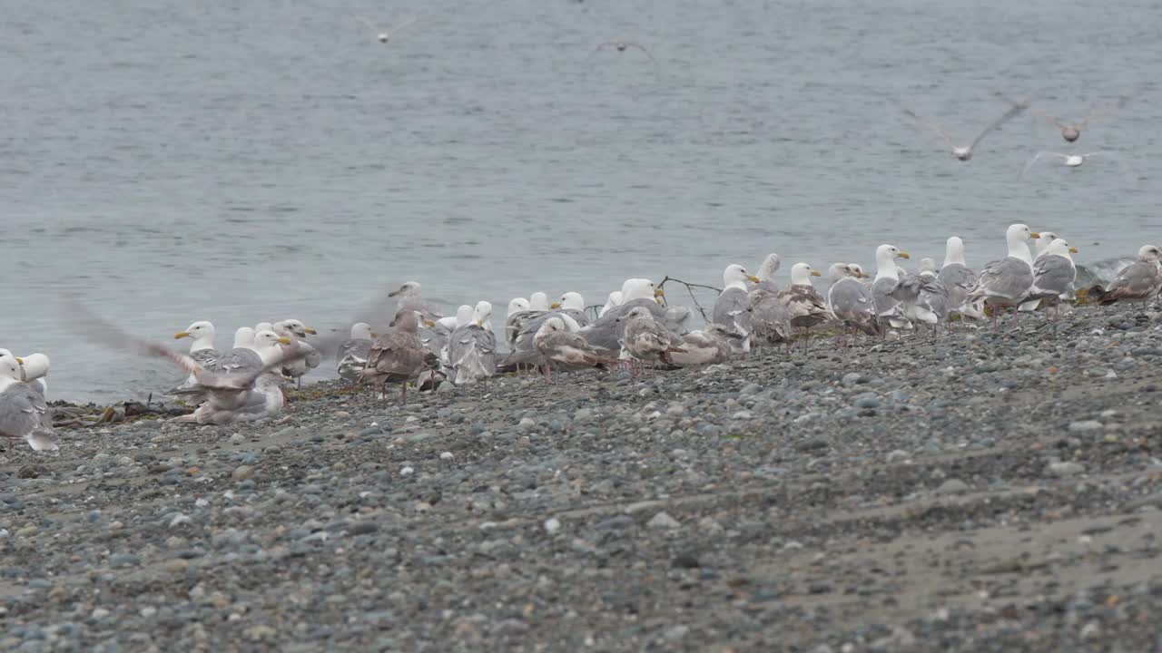 海滩上的海鸥活动视频素材