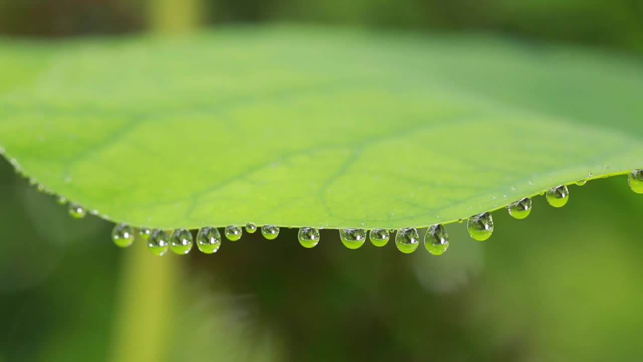 雨点落在绿色的叶子上，在一个下雨的日子里，大自然的绿色背景视频下载