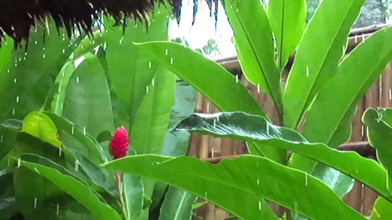 在一场强烈的暴风雨中，大滴大滴的雨水落在棕榈树光滑而又长的绿叶上。淡水溅在度假屋后院的热带植物上，视频素材