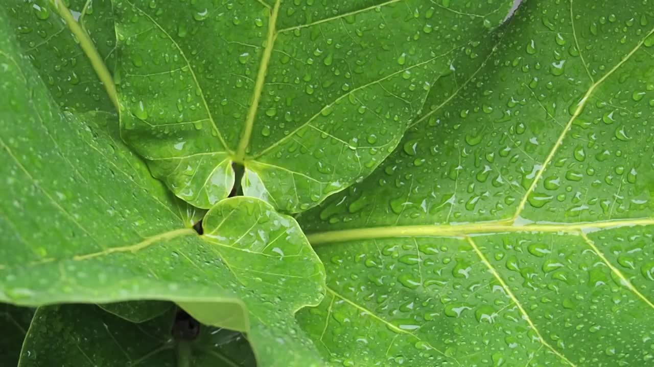 云上雨点落在绿叶上纹理自然。春季热带植物。雨季的绿色植物。宏观背景的无花果棕榈枝。B卷素材自然画面视频素材