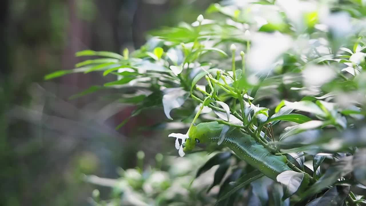 绿色的毛虫吃白色的花从茂盛的树在一个美丽的晴朗的天空。夏季的自然和环境背景视频素材