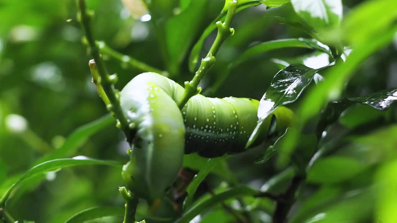 绿色的毛虫吃白色的花从茂盛的树在一个美丽的晴朗的天空。夏季的自然和环境背景视频素材