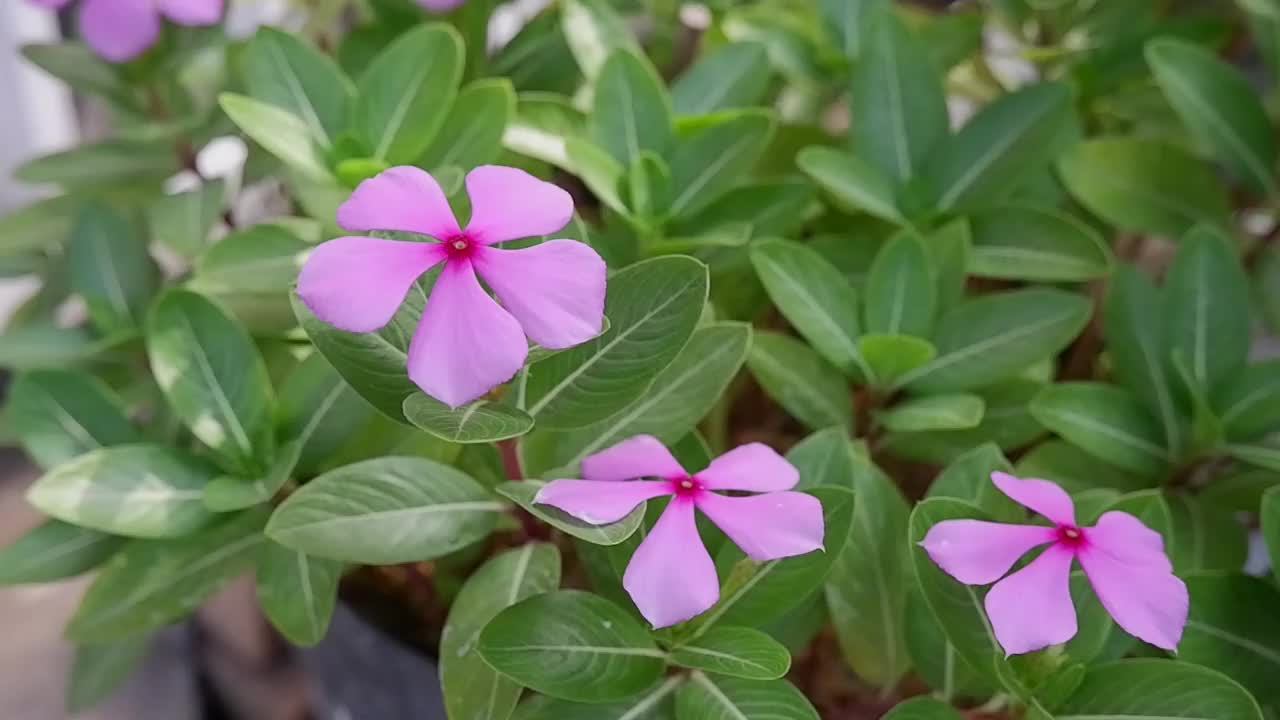 长春花花视频素材