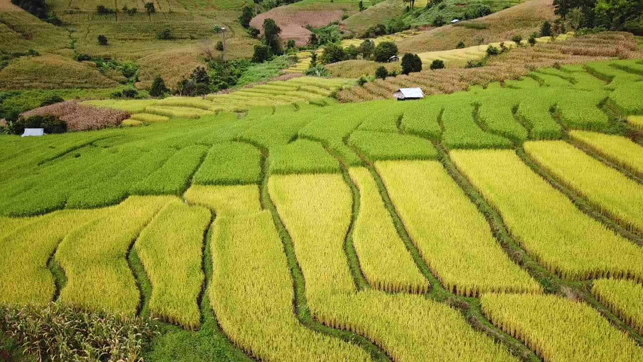 鸟瞰山上的稻田视频素材