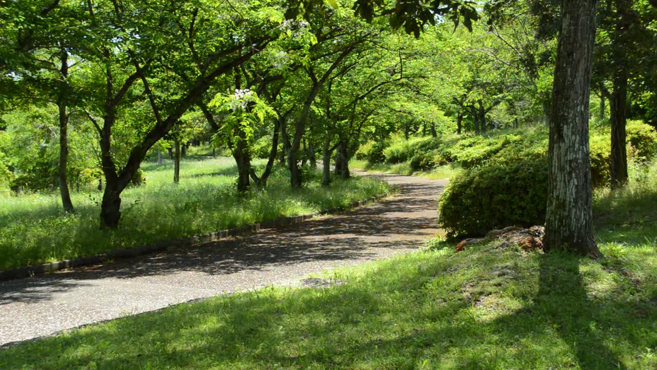 修复:初夏公园，树枝在微风中摇摆，视频素材