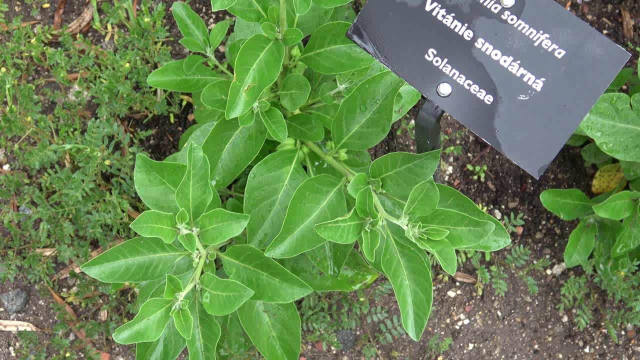 Withania somnifera (Ashwagandha)已经成为西方世界最受欢迎的阿育吠陀草药之一。印度人参、毒醋栗或冬樱桃是茄科植物。视频素材