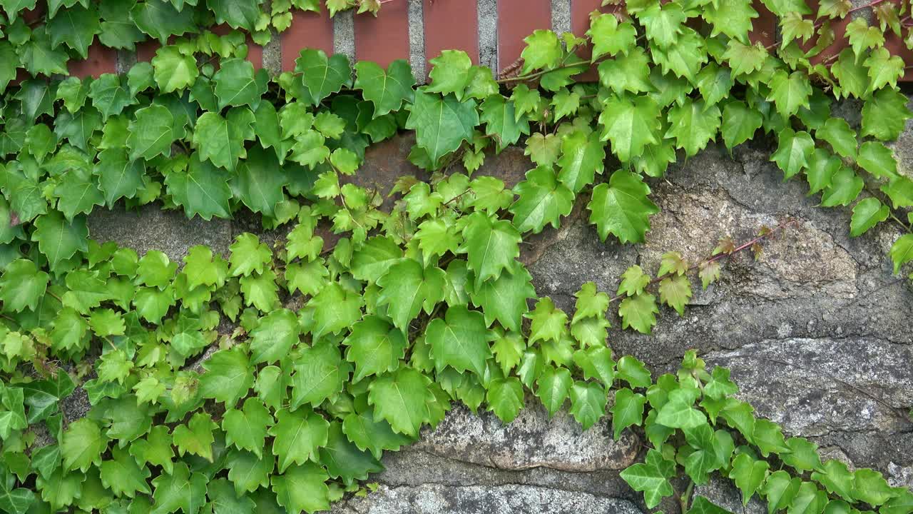 石墙上的绿色常青藤(Hedera)视频素材