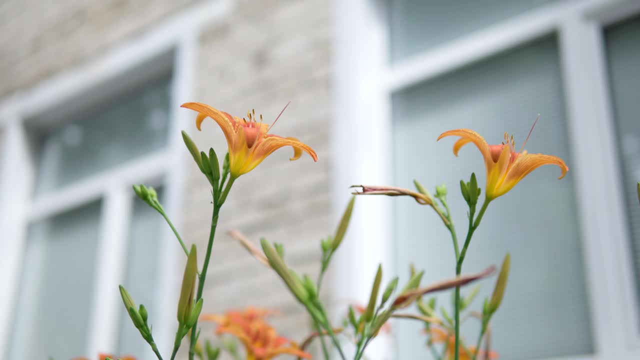 橙色百合bulbiferum。种植开花的橙色热带花虎百合。有选择性的重点视频素材